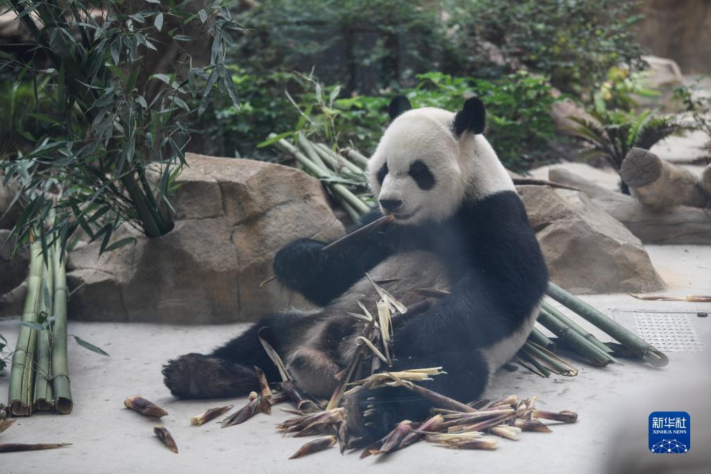 老虎游戏机app下载
